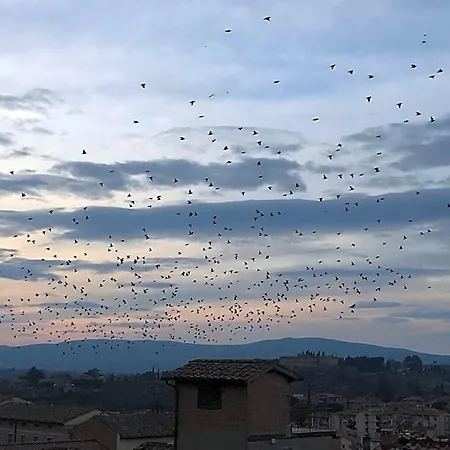 Il Barbero